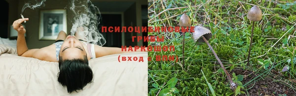 прущие грибы Алексин