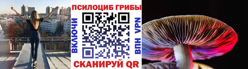 ссылка на мегу   Качканар  Псилоцибиновые грибы Psilocybe 